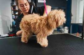 Pet Grooming Insights: Why Pet Parents Must Handle, Chicago