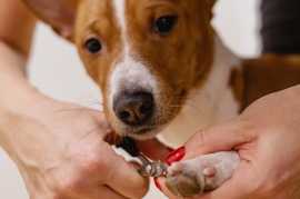 Dog Grooming Services in Ahmedabad: Dog Baths, Hai, Ahmedabad
