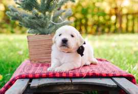 Golden Moments, Adorable English Golden Retriever , Bedford