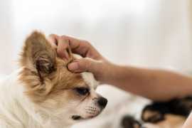 The Importance of Continuing Education for Pet , Chicago