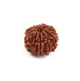 Buy 9 Mukhi Rudraksha Beads Online at Rashi Ratan , ¥ 4,200