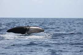 Whale Watching in St. Lucia with Exodus Boat Chart, San Diego