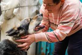 Navigating Special Grooming Challenges: 9 Tips, Chicago