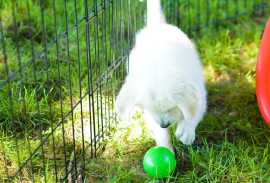 Get Joy with English Cream Golden Retriever Puppie, Bedford