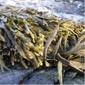 Harnessing the Power of the Ocean: Seaweed Powder, Bengaluru
