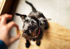 Best Dog Training Services in Chandigarh | Expert , Chandigarh