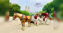 Christmas Lights Carriage Rides in NYC, New York