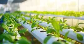 Budgeting for Hydroponic Farming Seed to Harvest, Hyderabad
