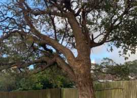 Tree Lopping Collaroy, Forestville