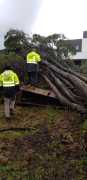 Tree Felling North Shore, Forestville