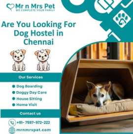 Affordable Dog Hostel in Chennai, Chennai