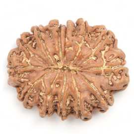 Get Your 13 Mukhi Rudraksha At Lowest Price Ever! , $ 0
