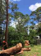 Tree Lopping North Shore, Ryde