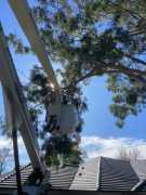 Emergency Tree Removal North Shore, Sydney