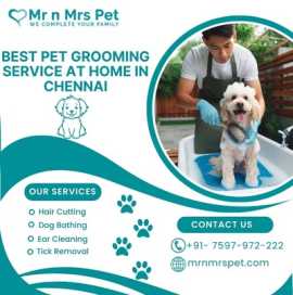 Best Pet Grooming Service at Home in Chennai - Mr , Chennai