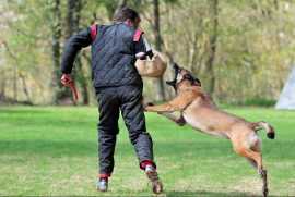 Effective Aggressive Dog Training in Atlanta | Sol, Atlanta