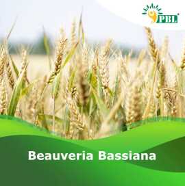 Beauveria Bassiana | Peptech biosciences | Manufac, Delhi