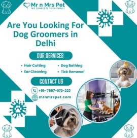 Best Dog Groomers in Delhi, New Delhi