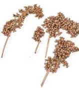 Wholesale Dried Flowers Online India, Kolkata
