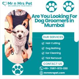 The Best Dog Groomers in Mumbai, Mumbai