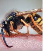 Professional Wasp Control Expert London, London