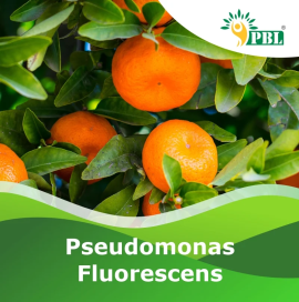 Pseudomonas Fluorescens | Peptech biosciences | Ma, New Delhi