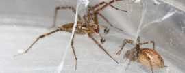 Prevent Spider Infestations with Expert Pest Contr, Melbourne