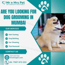 Best Dog Grooming in Mumbai, Mumbai