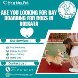 The Best Day Boarding for Dogs in Kolkata, Kolkata