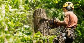 Tree pruning service Toronto, Toronto