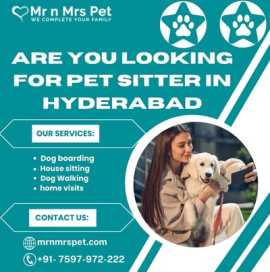 Best Pet Sitter in Hyderabad, Hyderabad