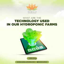 Hydroponics vs. Traditional Farming, Hyderabad
