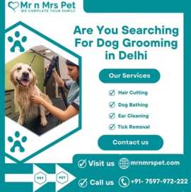 Best Dog Grooming at Home in Delhi- NCR, Delhi