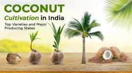 Coconut- Producing States in India, Noida