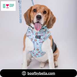 Shop Durable and Stylish Dog Harnesses Online, New Delhi