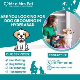 Best Dog Grooming in Hyderabad at Affordable Price, Hyderabad