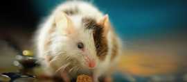 Professional Mice Control Services in Manchester, Manchester