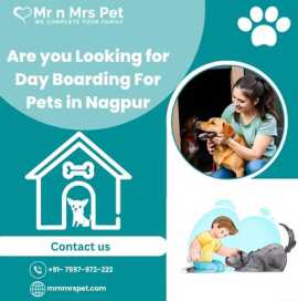 Professional Day Boarding for Pets in Nagpur, Nagpur