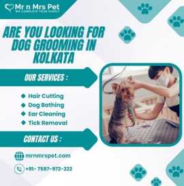Best Dog Grooming at Home in Kolkata, Kolkata