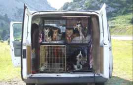 Convenient Dog Daycare with Transportation Service, Chicago