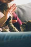 Cat Sitting Services in Halethorpe, Halethorpe