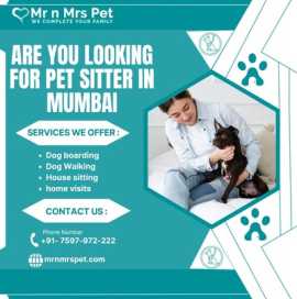 Professional Pet Sitter in Mumbai, Mumbai