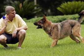 Top Dog Trainers in Atlanta Expert Dog Training in, Atlanta