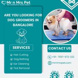 Best Dog Groomers in Bangalore at Affordable Price, Bengaluru