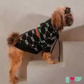Comfy and Cute Dog Sweaters for a Cozy Winter, New Delhi