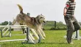 Dog Training, Noida