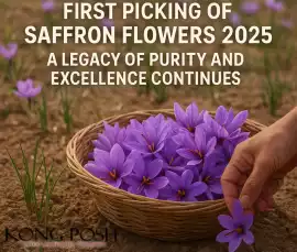 First Picking of Saffron Flowers 2025: A Legacy , Shah Alam