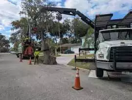 Commercial Tree Trimming Service, Jacksonville