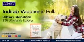 Indirab Vaccine in Bulk | Oddway International B2B, $ 100