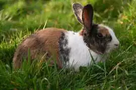 Small Pets Hostel In , Ahmedabad